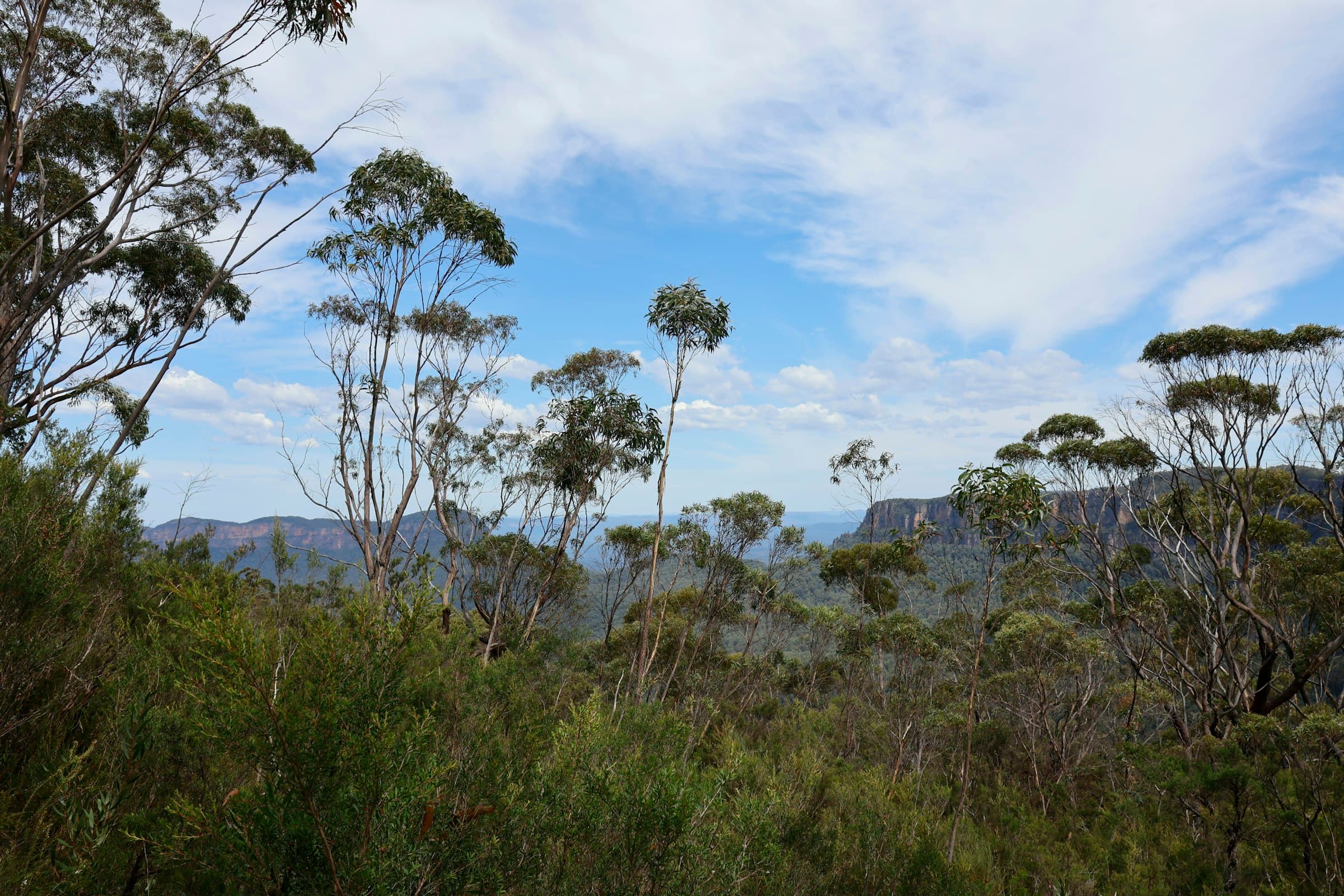 Eucalyptus trees with the Blue Mountains escarpment in the distance